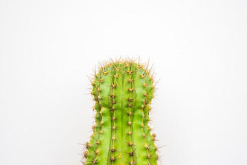 green cactus on a colored background for your logo and cover prickly  cactus on white background