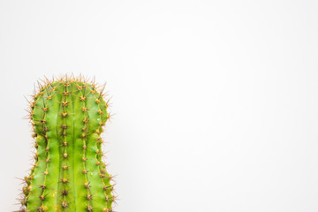 green cactus on a colored background for your logo and cover prickly  cactus on white background