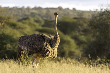 Naklejka premium Big Bird Basking in the Sunlight