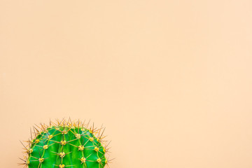 green cactus on a colored background for your logo and cover prickly  cactus on white background
