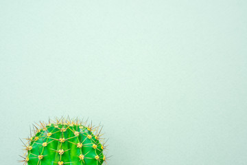 green cactus on a colored background for your logo and cover prickly  cactus on white background