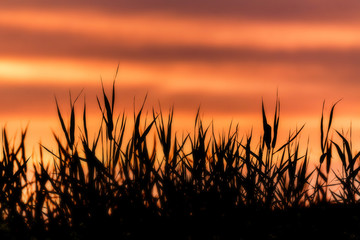 Fototapeta na wymiar Orange sunset sky and field silhouette