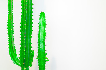 green cactus on a colored background for your logo and cover prickly  cactus on white background