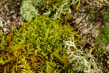 green moss forest macro