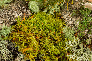 green moss forest macro