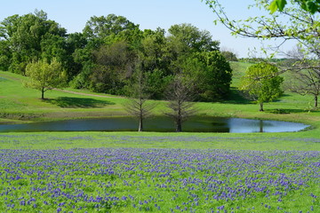 Bluebonnet flowers blooming during spring time near the Texas Hill Country