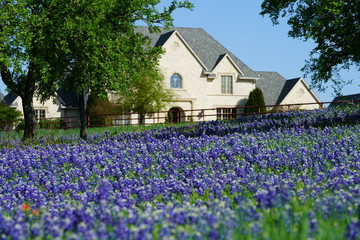 Bluebonnet flowers blooming during spring time near the Texas Hill Country