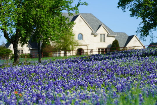 Bluebonnet Flowers Blooming During Spring Time Near The Texas Hill Country