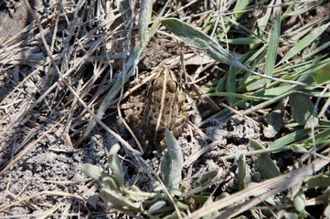 frog, dumpy frog, tree frog, frog among twigs