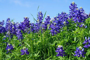 Bluebonnet flowers blooming during spring time near the Texas Hill Country