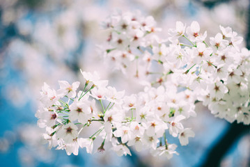 Cherry blossom sakura tree branch in japanese garden. Flowers closeup with blue sky in background. Pastel tones. Spring, nature, or gardening concept image.