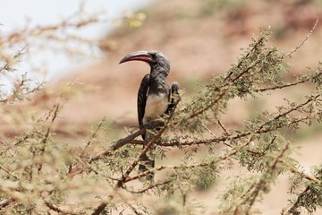 Hemprich's hornbill (Lophoceros hemprichii) in a tree