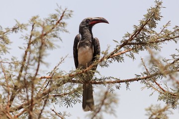 Hemprich's hornbill (Lophoceros hemprichii) in a tree