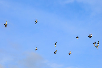 Birds in Flight