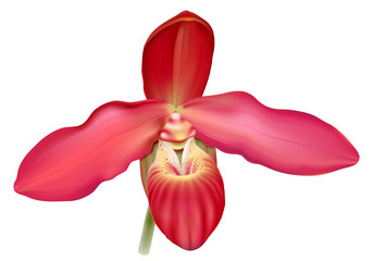 Red Lady’s Slipper orchid, Phragmipedium  Memoriam Dick Clements.
Realistic vector illustration on white background.
