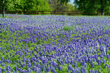 Bluebonnet flowers blooming during spring time near Texas Hill Country, USA