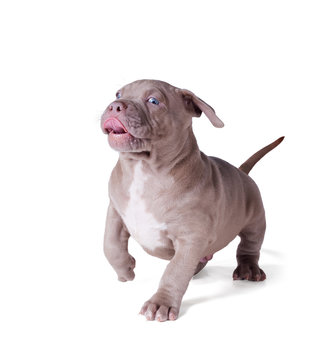 A cheerful puppy goes and lickens. Isolated on white background