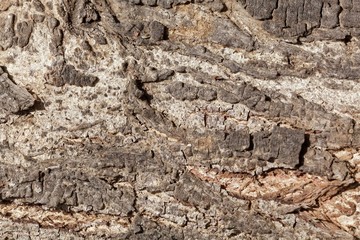 The bark of an acacia tree