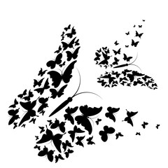 black butterfly, isolated on a white