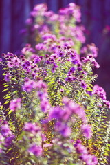 Obraz premium Beautiful purple wildflowers. Shallow depth of field. Autumn mood.