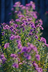 Obraz premium Beautiful purple wildflowers. Shallow depth of field. Autumn mood.