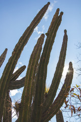 Cactus