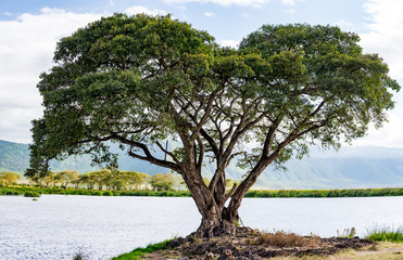 Heart Tree by the Lake