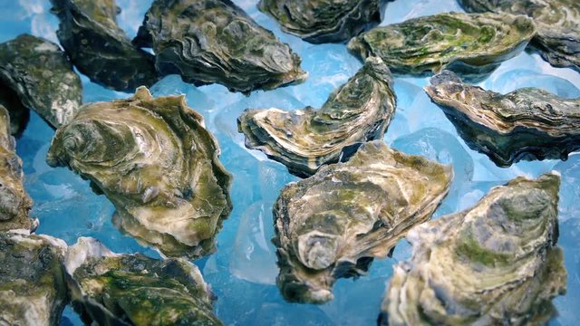 Oysters On Ice Food Display