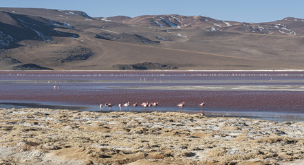 Group of pink flamingos in the colorful water of Laguna Colorada, a popular stop on the Roadtrip to Uyuni Salf Flat, Bolivia