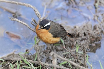 Rüppell's robin-chat (Cossypha semirufa)