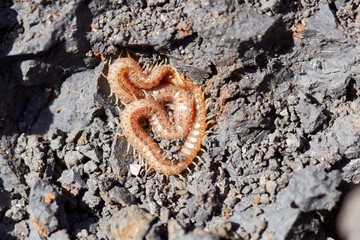 Geophilomorph on a black soil background