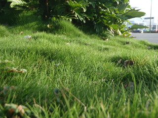 Close up of some grass