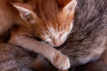 Sleeping young cat