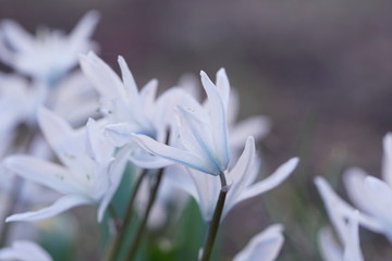 Blüten der Sternhyazinthe