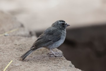  Brown-rumped seedeater (Crithagra tristriatus)