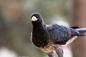 Eastern plantain-eater (Crinifer zonurus)