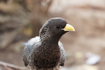 Eastern plantain-eater (Crinifer zonurus)