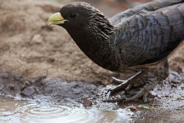 Eastern plantain-eater (Crinifer zonurus)