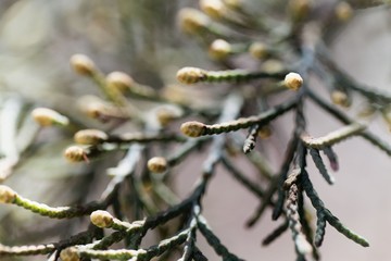 Male cones of a Cupressus lusitanica