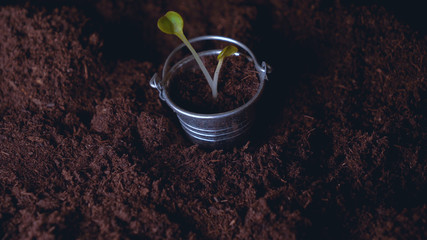 Small life, green sprout with leaves in a bucket, earth, black background, miniature.