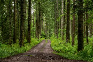 Obraz premium chemin forêt