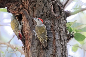 A pair of African grey woodpecker (Dendropicos goertae)