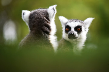 lemur