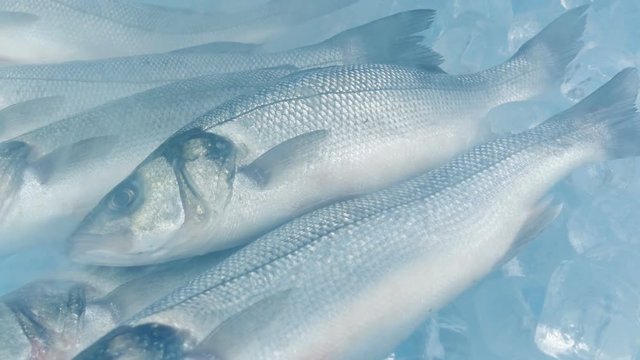 Vapor Over Fishes In Ice Moving Shot
