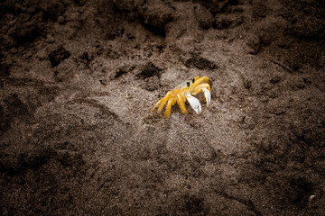 crabe soleil (Portrait)