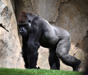 gorila