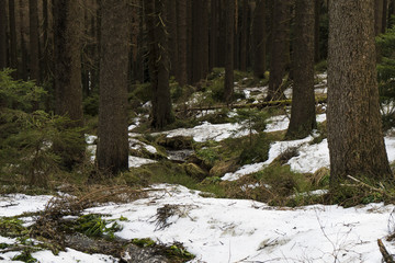 Fototapeta premium The beautiful nature at the hiking trail from Schierke to the Brocken mountain in Germany / Harz mountains