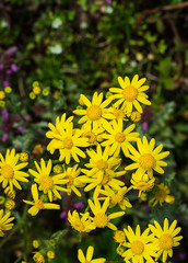 First spring flowers