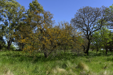 Fototapeta premium Calden Tree landscape, La Pampa, Argentina