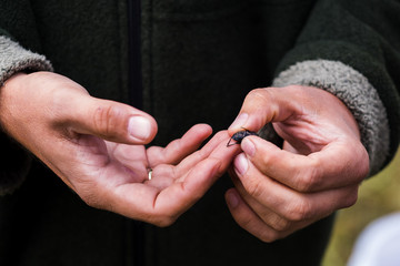 Hands holding a marked beetle